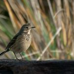 American Pipit (Anthus rubescens)