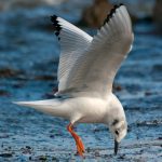 Bonaparte's Gull (Larus philadelphia)