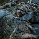 Chum Salmon (Oncorhynchus keta)