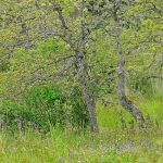 Garry Oak Meadow