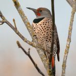 Northern Flicker (Colaptes auratus)