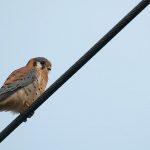 American Kestrel (Falco sparverius)