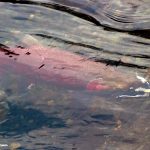 Coho Salmon (Oncorhynchus kisutch)