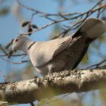 Eurasian Collared-Dove (Streptopelia decaocto)