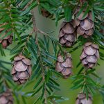 Western Hemlock (Tsuga heterophylla)