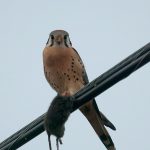 American Kestrel (Falco sparverius)