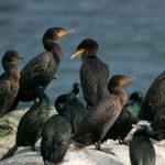 Cormorants