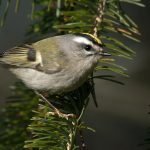 Golden-crowned Kinglet (Regulus satrapa)