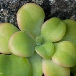 Broad-leaved Stonecrop (Sedum spathulifolium)