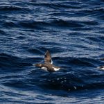Common Murres (Uria aalge)