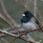 Dark-eyed Junco (Junco hyemalis)