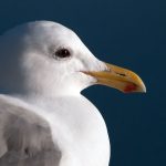 Glaucous-winged Gull (Larus glaucescens) #1