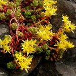 Spreading Stonecrop (Sedum divergens)