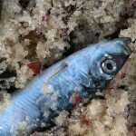 Dead Pacific Herring (Clupea pallasi)