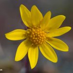 Gold Star (Crocidium multicaule)