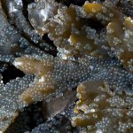 Pacific Herring (Clupea pallasi) Roe