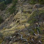 Comox Lake Bluffs Ecoreserve