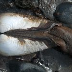 Pacific gaper (Tresus nuttallii)