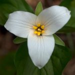 Western Trillium (Trillium ovatum)