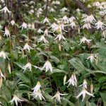 White Fawn Lilies (Erythronium oregonum) White Fawn Lilies (Erythronium oregonum)