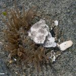 Green Burrowing Anemone (Anthopleura artemisia)