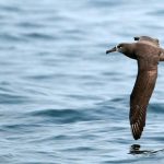 Black-footed Albatross (Phoebastria nigripes)