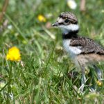 Killdeer (Charadrius vociferus) Chick