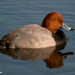 Redhead (Aythya americana)