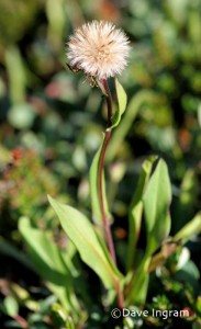 Subalpine Daisy | Erigeron peregrinus