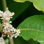 Japanese Knotweed (Fallopia japonica)