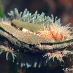 Proliferating anemone (Epiactris prolifera)