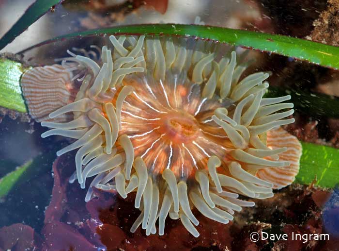 Proliferating_anemone (Epiactris prolifera)