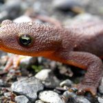 Rough-skinned Newts on the Move