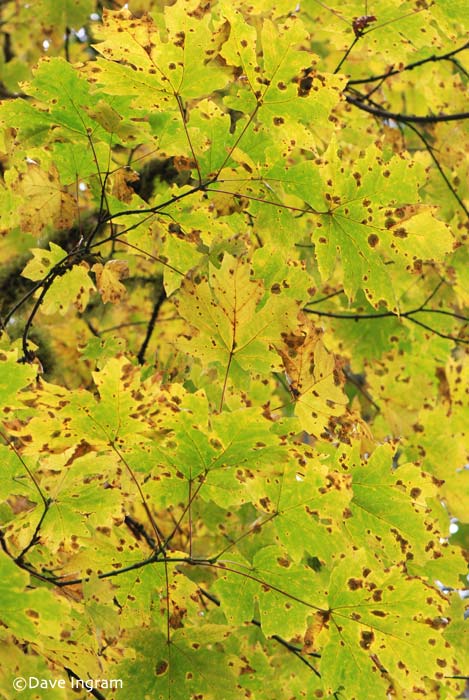 Black Spots on Bigleaf Maple Leaves