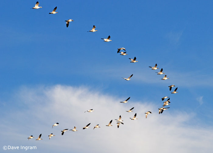 Spectacular Snow Geese