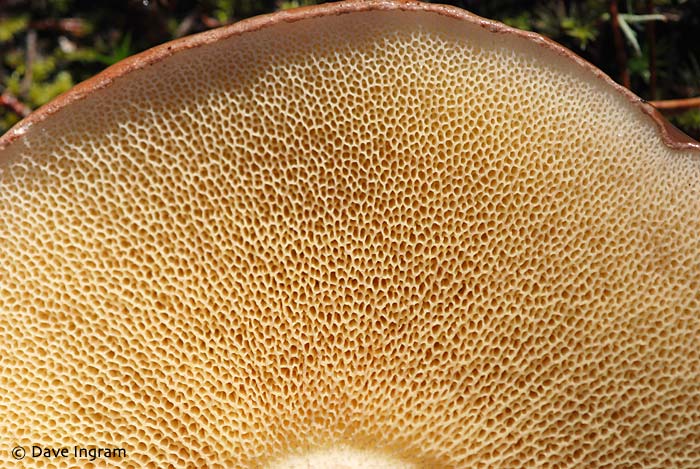 Merville Woods Mushrooms – Part One