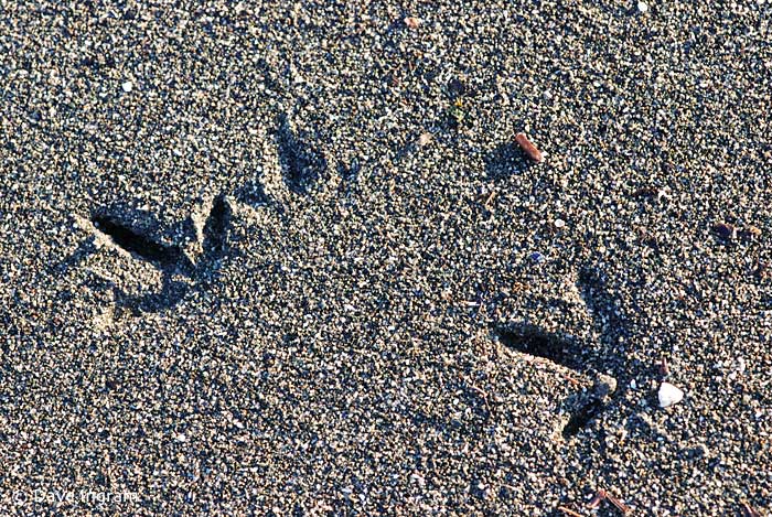 Shorebird Tracks