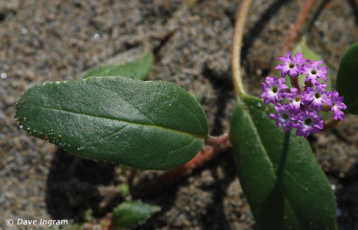 Pink Sand-verbena (Abronia umbellata breviflora)