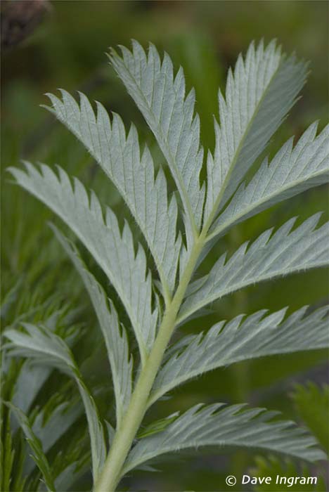 Silverweed (Potentilla anserina ssp. pacifica)