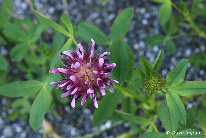 Springbank Clover (Trifolium wormskjoldii)