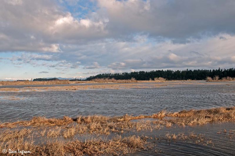 Flooded Fields - Nanaimo River Estuary