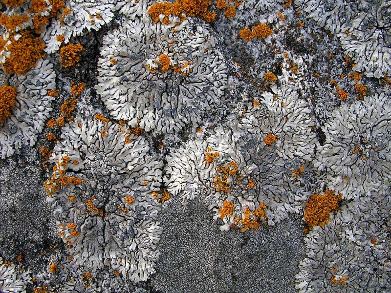 Crust Lichen
