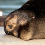 California Dreamin’