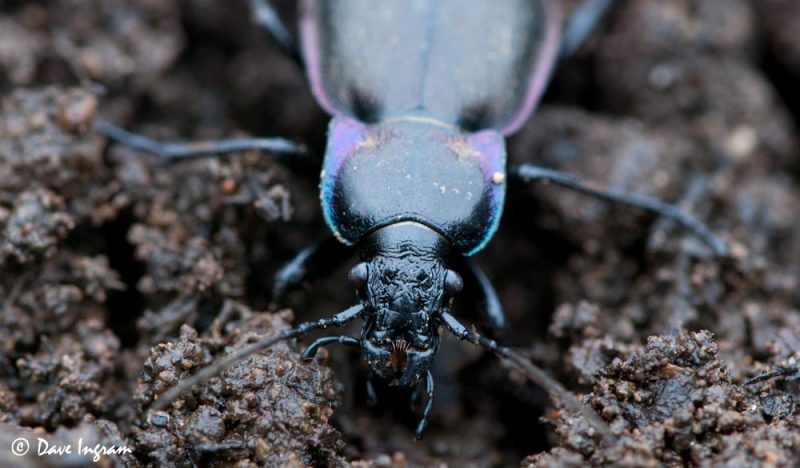 European Ground Beetle (Carabus nemoralis)