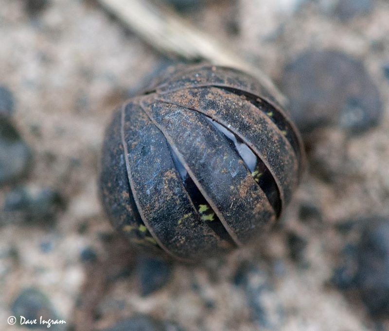 Common Pill-bug (Armadillidium vulgare)