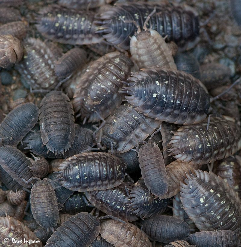 Sowbugs (Oniscus asellus and Porcellio scaber)