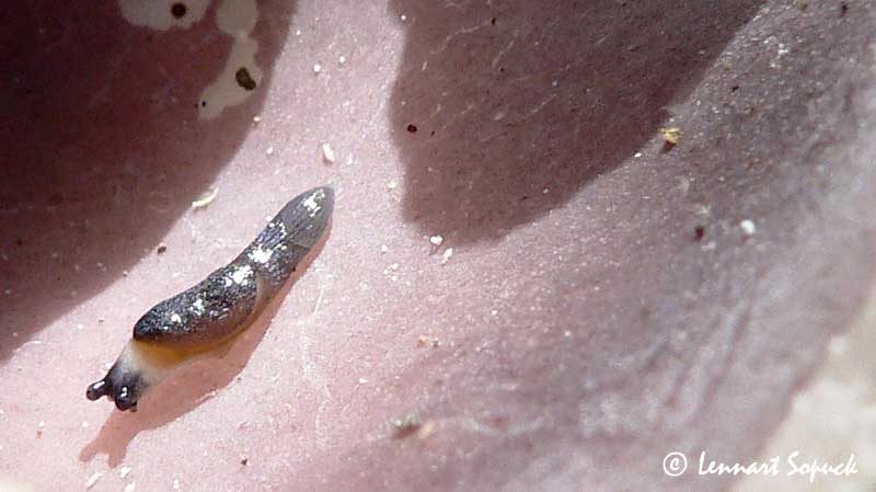 Blue-Grey Taildropper Slug (Prophysaon coeruleum)
