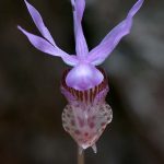 Tiptoeing Past Fairyslippers