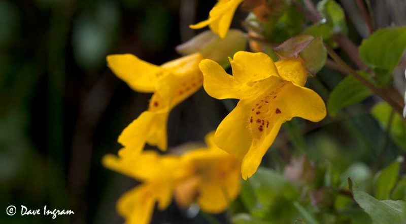 Yellow Monkey-flowers (Mimulus guttatus)