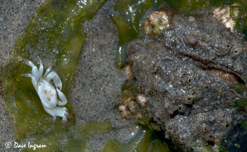 Pea Crab (Pinnixa sp.) and Fat Gaper (Tresus capax) siphon
